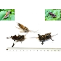 Purrs Ickle Cricket - ClipOn - Fits PurrSuit, Frenzy & DaBird Rods