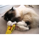 100% Organic YEOWWW Catnip Filled Fish