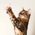 Purrs Locust ClipOn - Fits PurrSuit, Frenzy & Da Bird Cat wand Toys