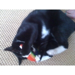 100% Organic YEOWWW Catnip Filled Rainbow