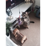 Purrs PurrSuit Interchangeable Cat Toy LONG wand with Spinning Feather prey - ClipOn