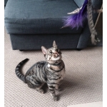 Purrs PurrSuit Interchangeable Cat Toy LONG wand with Spinning Feather prey - ClipOn