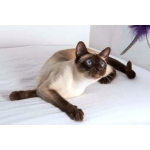 Purrs PurrSuit Interchangeable Cat Toy LONG wand with Spinning Feather prey - ClipOn