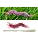 Purrs Rainbow Centipedie ClipOn prey - Fits PurrSuit, Frenzy & DaBird Rods