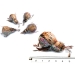 Purrs Rainbow Beetle ClipOn - Fits PurrSuit, Frenzy & DaBird Rods